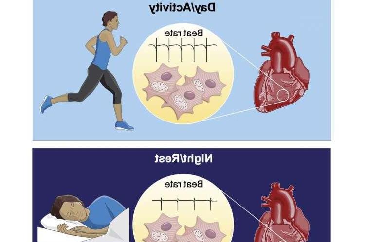 科学家发现 心脏细胞的昼夜节律会影响它们的日常功能