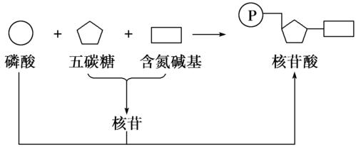 核酸与核苷酸：结构与功能的差异