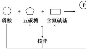 核酸与核苷酸：结构与功能的差异