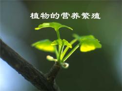 植物繁衍之道：探索与解析各种繁殖方式