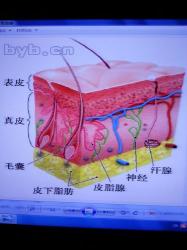 皮肤，人体最大的器官及其功能与保护