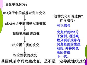 基因突变：内外因素导致遗传信息变化