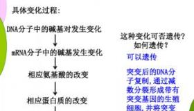 基因突变：内外因素导致遗传信息变化