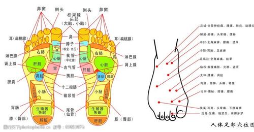 脚部穴位图：探索人体奥秘