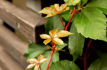 梅雨季节揭秘：到底是哪几个月份？