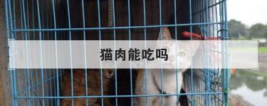 猫肉能吃吗？——健康饮食与禁忌解析