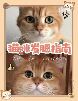 发腮是什么意思：猫咪脸型变化的过程与影响因素