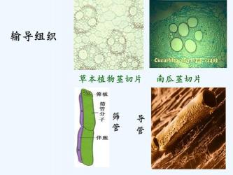 深入了解植物组织：分类、功能与重要性