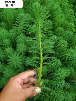 蜈蚣草：热带与亚热带独特的陆生植物