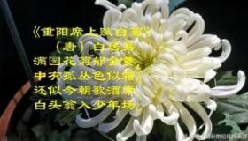 重阳节特辑：10首适合重阳节的古诗，让您尽享节日氛围