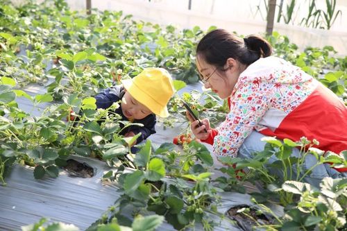 寒假趣事：一次难忘的草莓采摘之旅