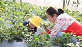 寒假趣事：一次难忘的草莓采摘之旅