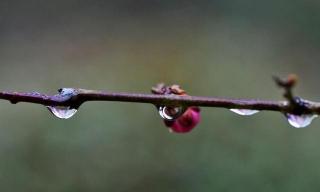 春雨：大自然的柔情与厚礼