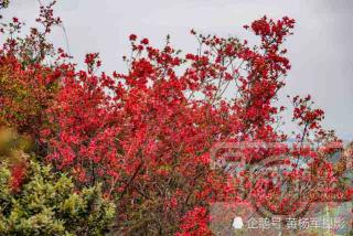 春日仙境：杜鹃花的绚烂诗篇