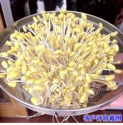 自制黄豆芽：从选豆到享用的全攻略