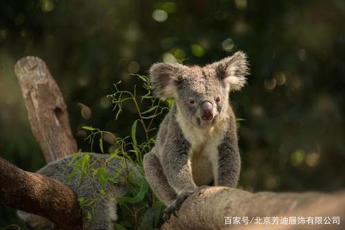 考拉理财可靠吗：深入了解考拉理财的优势与保障措施