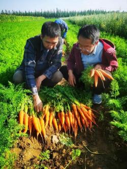 胡萝卜种植时间和方法：从播种到丰收的详细指南