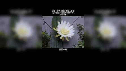 关于生命的句子：珍视每一刻，绽放无限可能