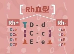 Rh阳性：一种特殊且重要的血型