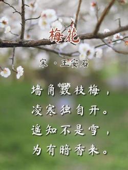 古诗《梅花》赏析：王安石笔下的带拼音梅花，坚韧与清香的赞歌