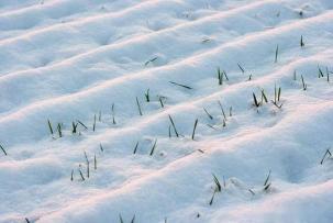 雷打雪：罕见自然现象解析与科学认知