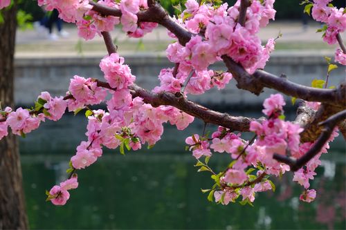 关于春天的词语大观：繁花似锦，生机勃勃的春之语汇