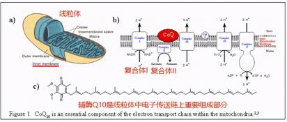 线粒体用什么染色：探索线粒体可视化技术的奥秘