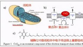 线粒体用什么染色：探索线粒体可视化技术的奥秘