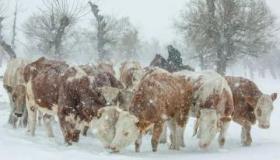 冬日暴风雪：细腻描绘雪景的壮丽画卷