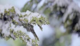 大雪纷飞：古人笔下的诗意世界