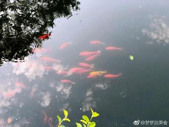 花港观鱼：鱼跃花间，美景令人陶醉