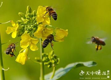 春日金黄盛宴：关于油菜花的美丽与力量