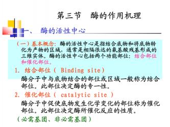 酶活性：定义、单位及在生物体内的功能与作用