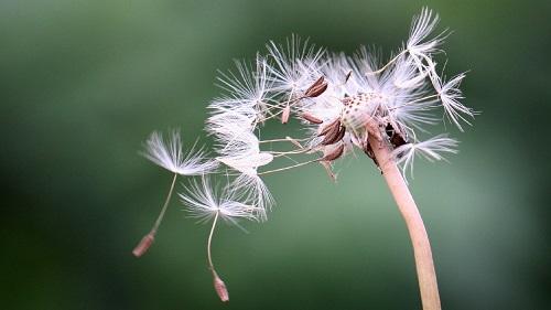 蒲公英在飞：追寻自由与梦想