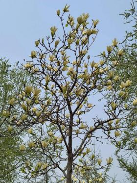 适合女生朗诵的散文：《繁花似锦，人间四月天》