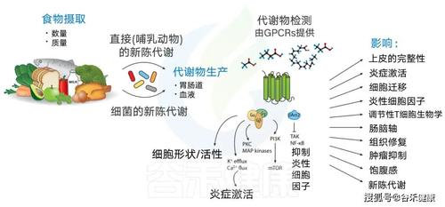 Al是什么：特性、应用与健康影响