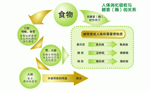 氨基酸：人体新陈代谢的关键功效与作用