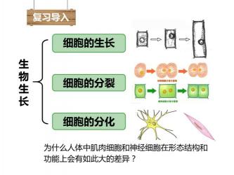 生物体的奥秘之旅：从细胞到动物体的结构层次