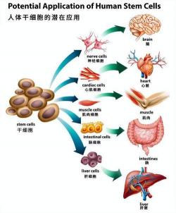 冷血动物的体温特征与调节机制