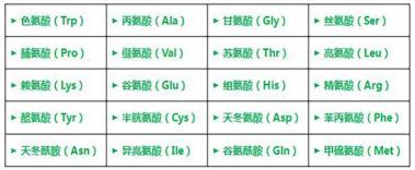 轻松记忆：必需氨基酸的趣味口诀与记忆法