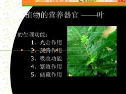 树叶的作用：光合、蒸腾、吸收养分，为植物提供生存之源